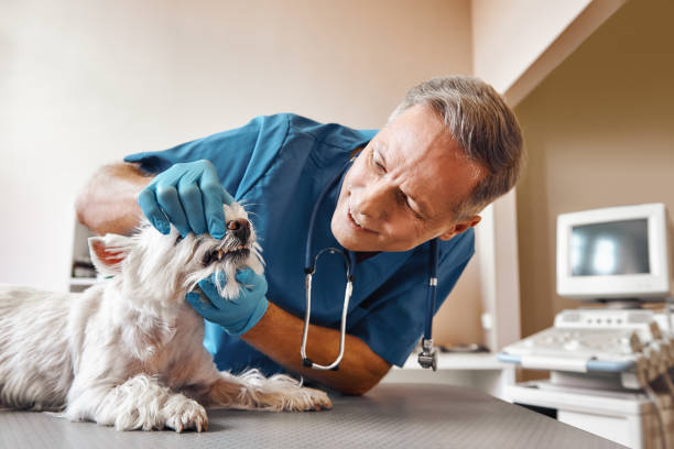 Best Emergency X-Rays and Diagnostics in Jennerstown, PA